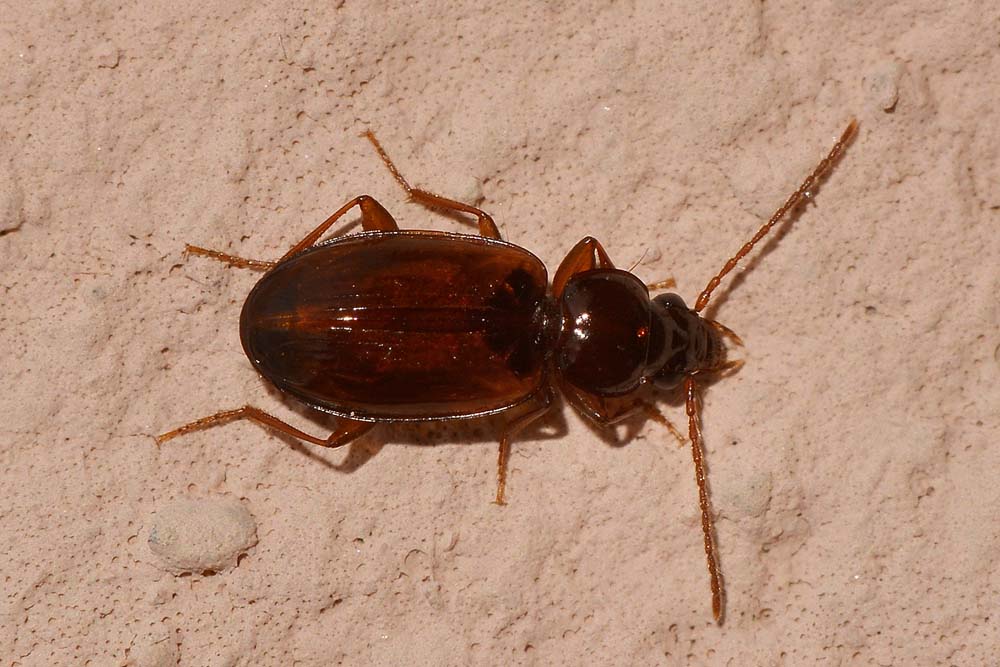 Trechus quadristriatus  (Carabidae)